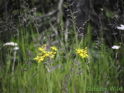 Wild Flowers & More