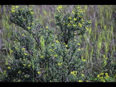 Wild Flowers & More