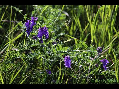 Wild Flowers & More