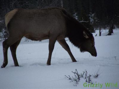 Elk