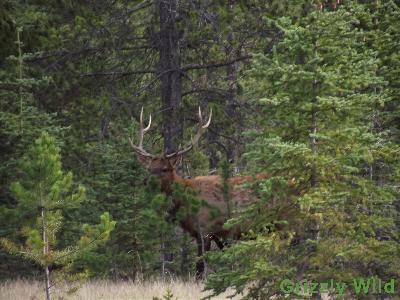 Elk