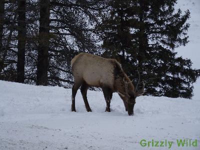 Elk