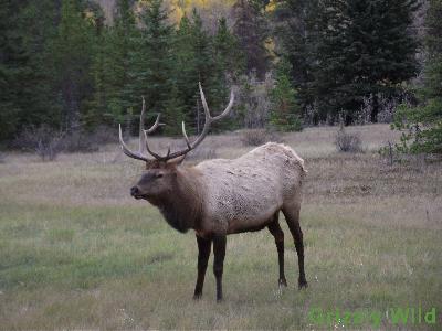 Elk