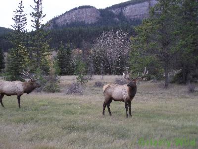 Elk