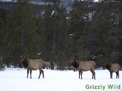 Elk