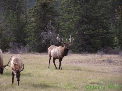 Elk