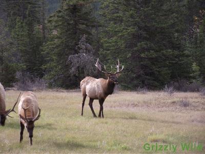 Elk