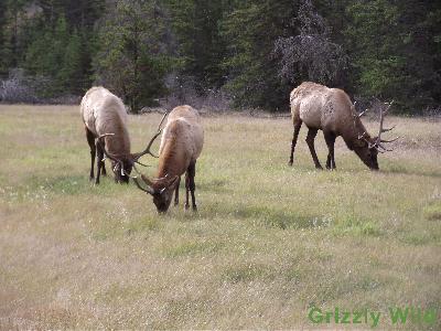 Elk