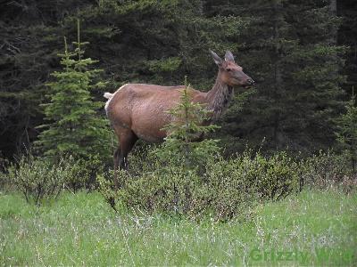 Elk