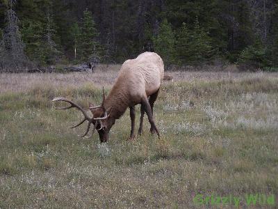 Elk