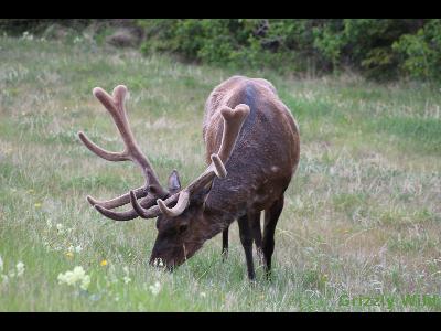 Elk