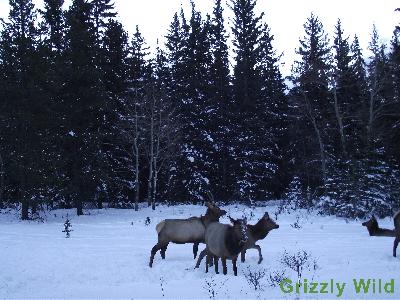 Elk