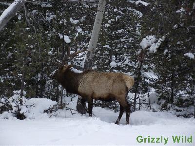 Elk