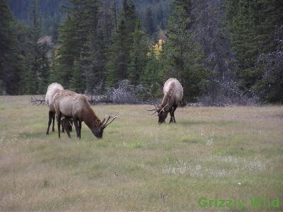 Elk