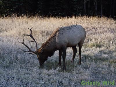 Elk