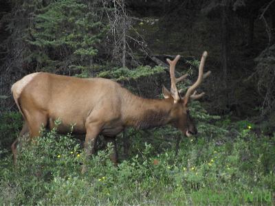 Elk