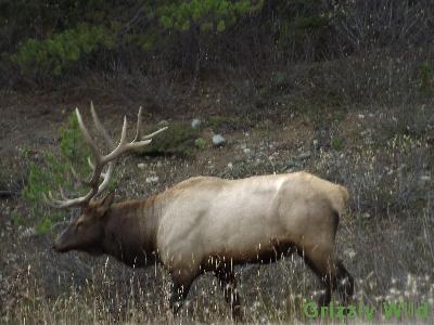 Elk