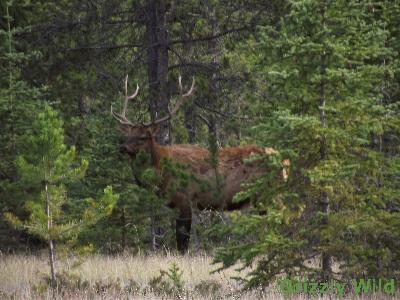 Elk