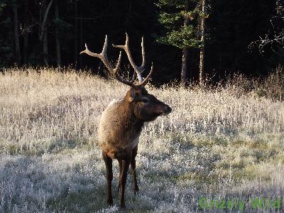 Elk