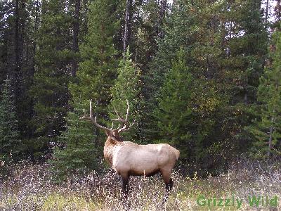 Elk