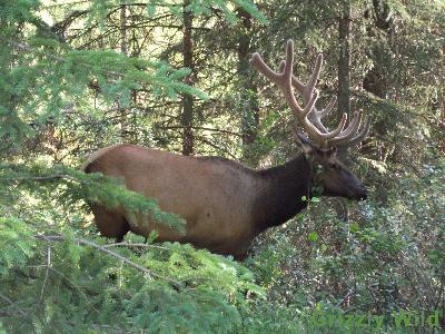 Elk