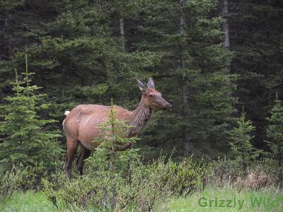 Elk