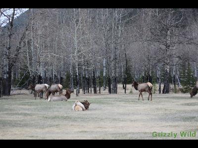 Elk