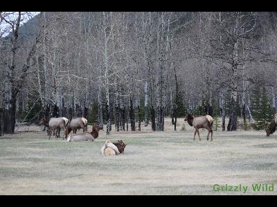 Elk