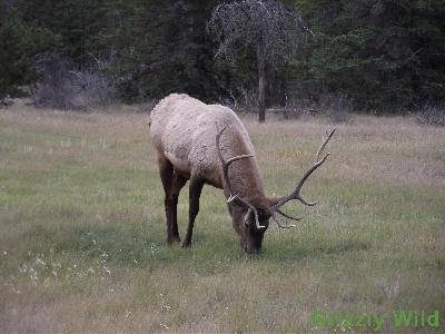 Elk