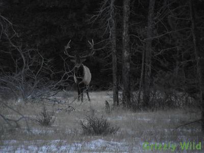 Elk