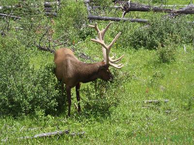 Elk