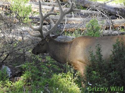 Elk