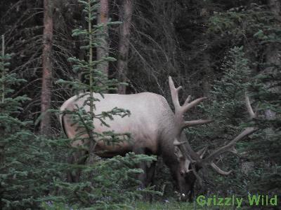 Elk