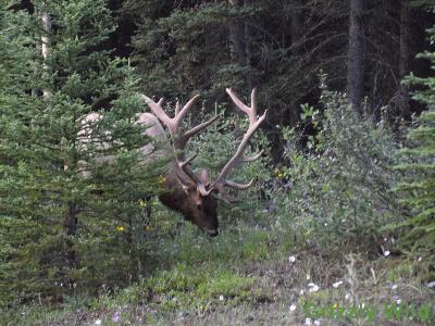 Elk