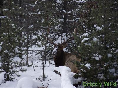 Elk