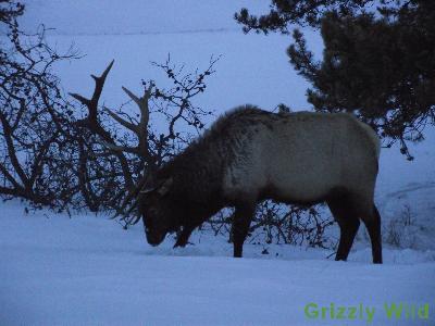 Elk