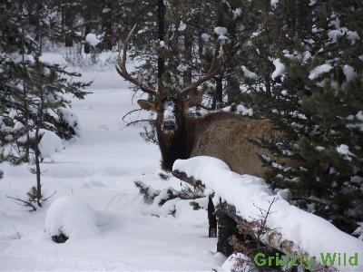 Elk