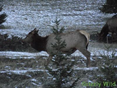 Elk