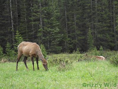 Elk