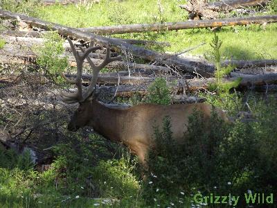 Elk