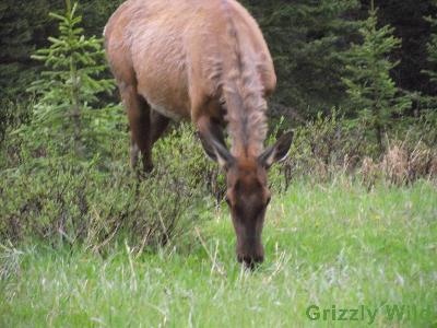 Elk