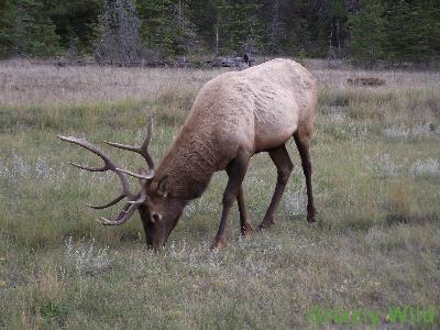 Elk