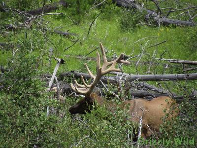 Elk