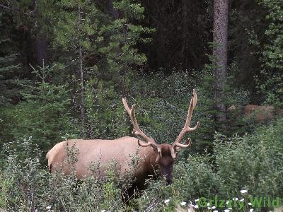 Elk