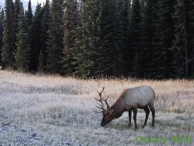 Elk