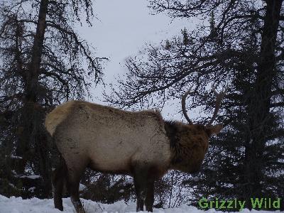 Elk