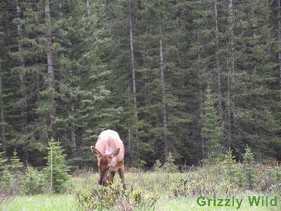 Elk