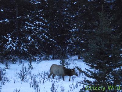 Elk