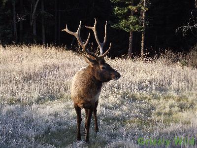 Elk