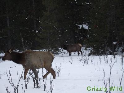 Elk